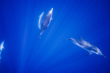 Dauphins