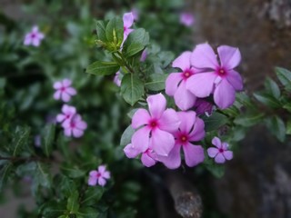 pink flowers in garden