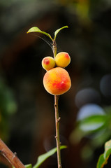 Image of three peaches ready to be harvested.