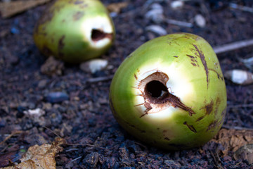 Tropical Coconuts from Maui Hawaii