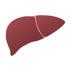 Human liver anatomy. Human internal organs symbol. Vector illustration isolated on white background