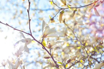 many beautiful white sunny magnolia flowers on the tree in sun rays in the blue sky background in spring 