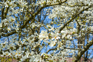 beautiful white magnolia flower on the tree branch with small green leaves on the blue sky background in spring