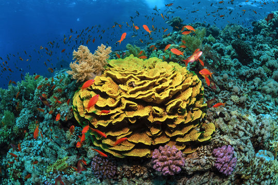 Underwater world. Beautiful coral reef with a big yellow coral of Turbinaria.