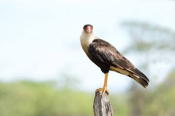 Beautiful Northern Crested Caracara (Caracara cheriway) on a fence post