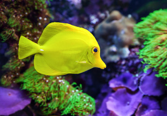 Underwater world. Zebrasoma flavescens. Close up
