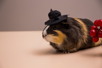 funny guinea pig on black hat with grapes
