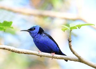 Red-legged Honeycreeper (Cyanerpes cyaneus)