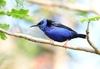 Red-legged Honeycreeper (Cyanerpes cyaneus)