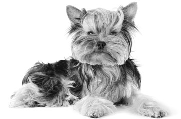 Yorkshire Terrier dog posing for the camera