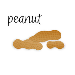 Vector peanuts in realistic style on white background for template label, packaging snack and emblem farmer market design.