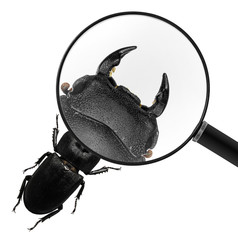 Stag beetle. View through a magnifying glass. Macro. Isolated on a white background 