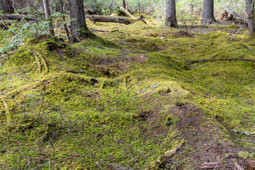 Moss covered ground in the forest in British Columbia, Canada