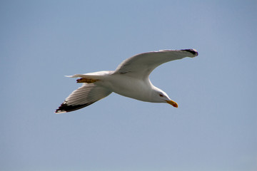 sea gulls
