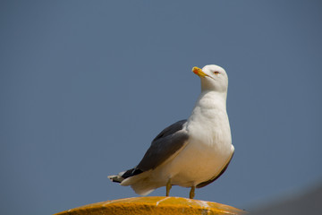 sea gulls