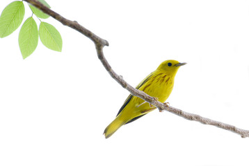 Yellow Warbler (Setophaga petechia) perched on a tree branch