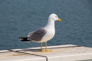 sea gulls