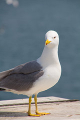sea gulls