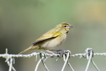 Yellow-faced Grassquit (Tiaris olivaceus) Female