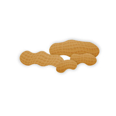 Vector peanuts in realistic style on white background for template label, packaging snack and emblem farmer market design.