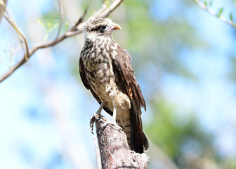 Yellow-headed Caracara (Milvago chimachima)perched on a tree branch