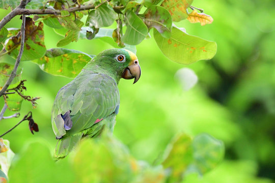 Yellow-crowned Parrot (Amazona ochrocephala) perched  on tree branch