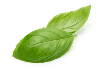 Fresh basil leaves, close-up, isolated on white background