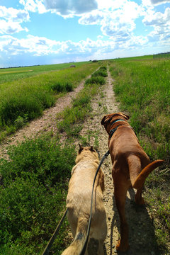 Dogs in field