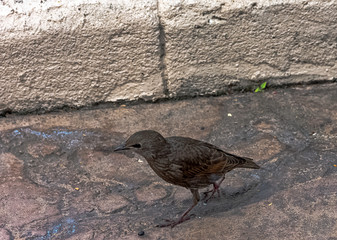 Prunella modularis known as dunnock, hedge accentor, hedge sparrow, or hedge warbler - small passerine or perching bird - Vitre, Brittany, France