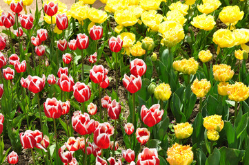 Red-white and yellow terry with fringed tulips in a group planting.