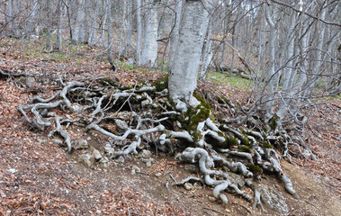 Huge ornate tree roots covered with green moss, protruding above the ground. Dried last year's leaves lying around.