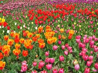 Plot planted with blooming bright tulips of different varieties. Yellow, red, pink and orange tulips in group plantings. Spring.