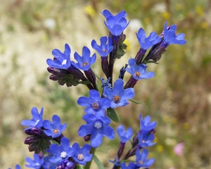 Close-up of blooming blue flowers Anchusa, also known as bugloss.