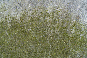 greensparn on concrete surface background texture