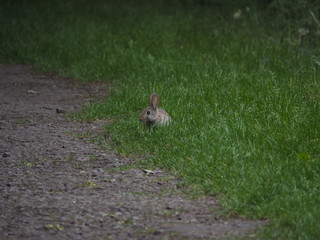 A young rabbit sits besides a woodland path. 