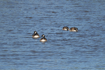 Canada Goose (Branta canadensis), Auvergne, France.