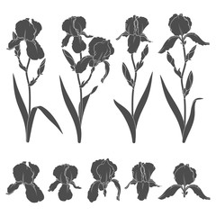 Set of black and white illustrations with iris flowers. Isolated vector objects on white background.