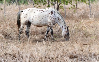 Appaloosa horse eating on a pasture field
