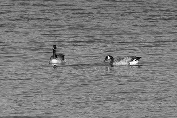 Canada Goose (Branta canadensis), Auvergne, France.