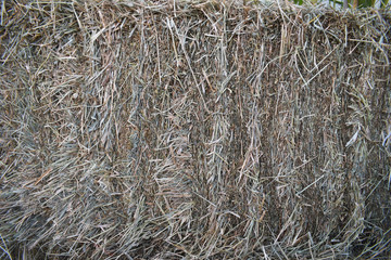 Stack of straw texture. Stack of hay dry grass. Stocks of feed for livestock.