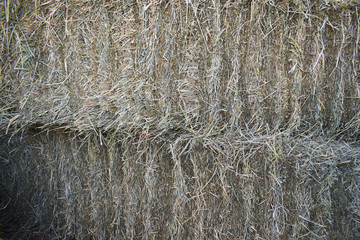 Stack of straw texture. Stack of hay dry grass. Stocks of feed for livestock.