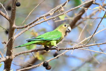 Brown-throated Parakeet (Eupsittula pertinax) perched on a tree branch