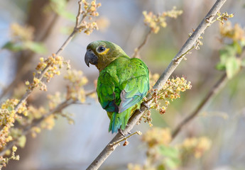 Brown-throated Parakeet (Eupsittula pertinax) perched on a tree branch