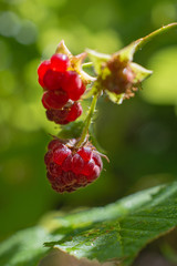 Bright raspberry berries on a sunny day.
