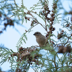 Obraz premium Wild bird sitting on a branch on a tree