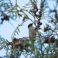 Wild bird sitting on a branch on a tree