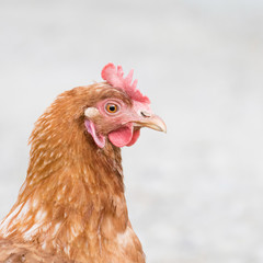 Closeup of one hen from the side