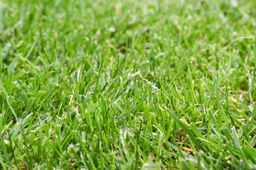 Beautiful green grass background during spring. Closeup shot of lawn.