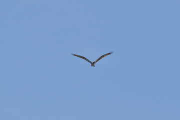 Black kite (Milvus migrant), Auvergne, France.