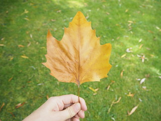 A autumn leaf held in front of a grass field. 